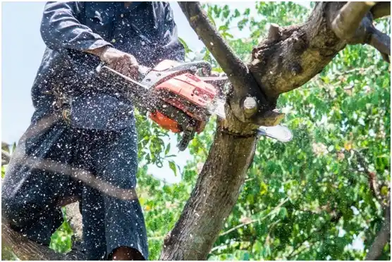 tree services Trophy Club